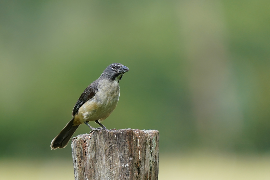 19- Saltator de Cabanis- Iguaima.JPG