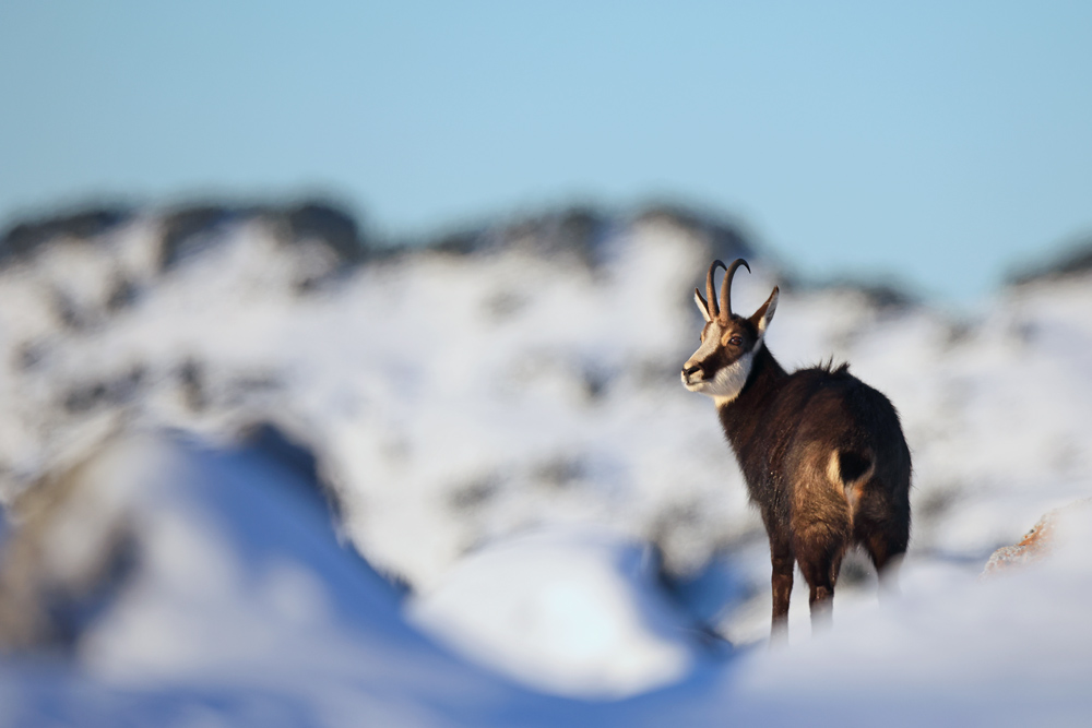 chamois1699-web.jpg