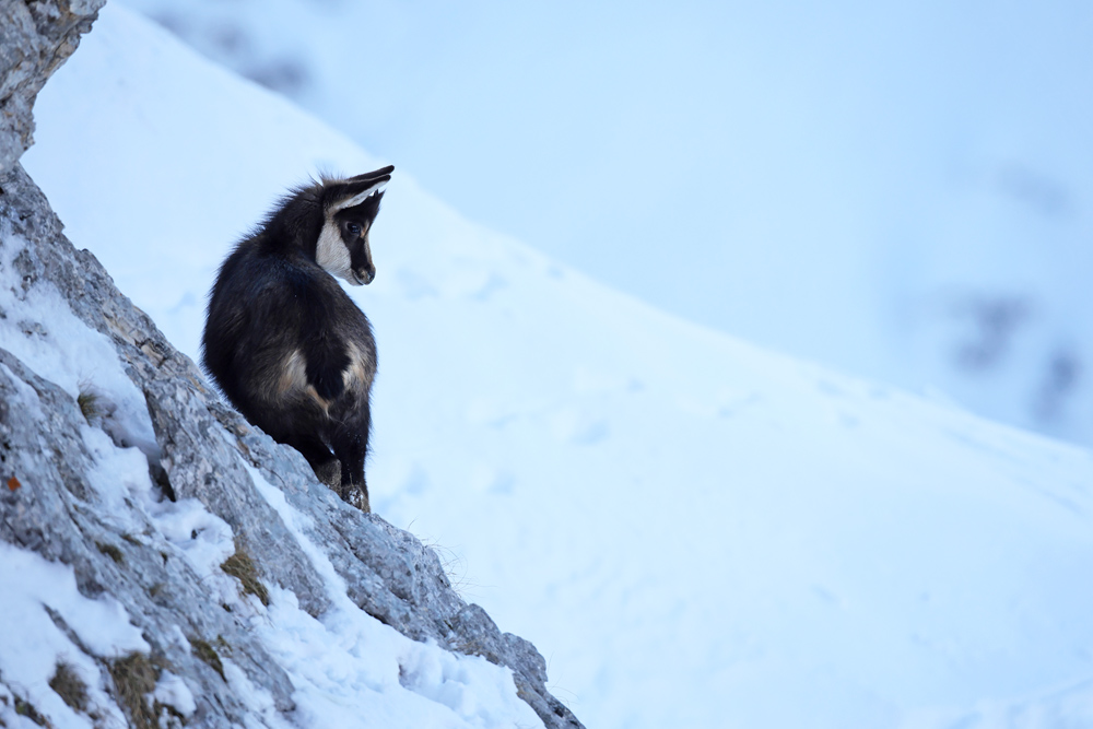 chamois1772-web.jpg