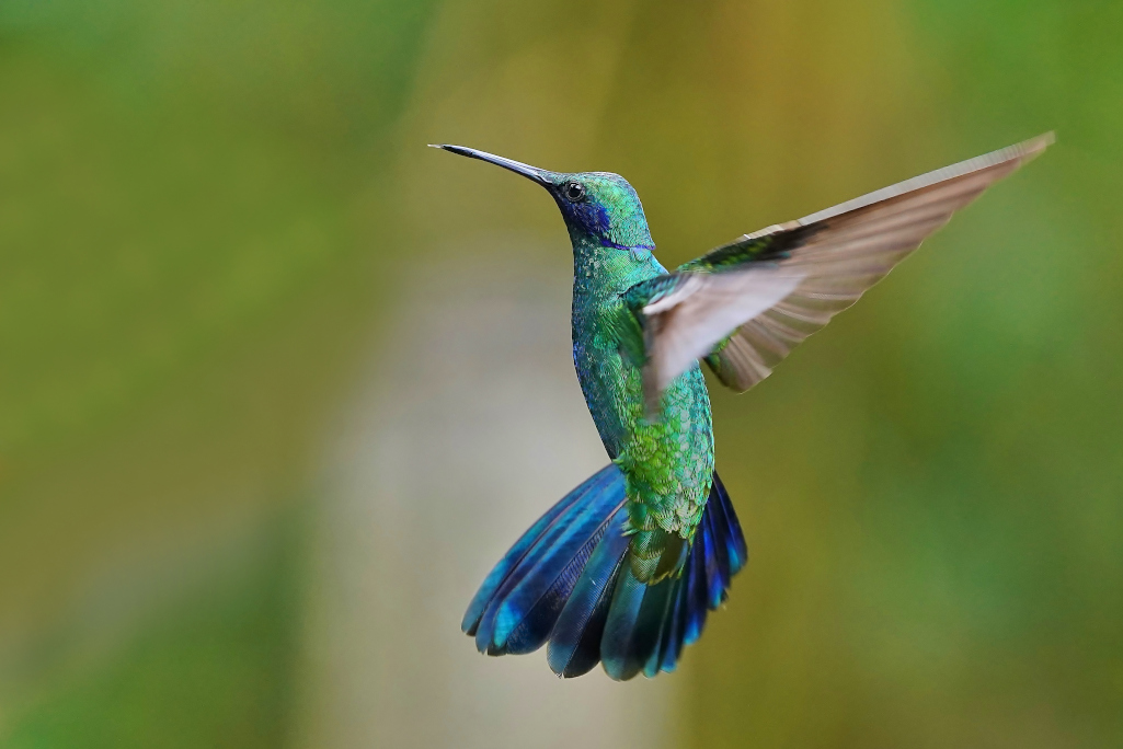 62-Colibri d'Anaïs - Hlboque.JPG
