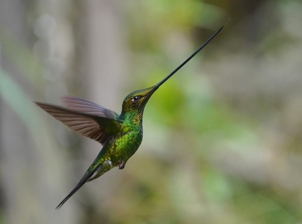 64-Colibri porte-épée mâle - H el Bosque.JPG