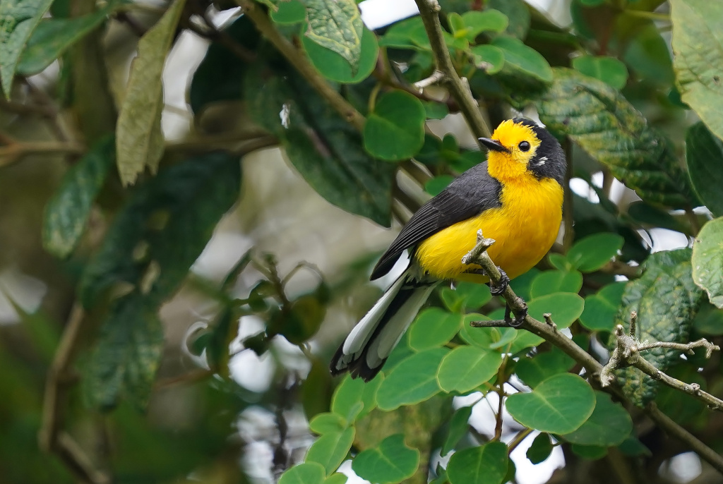 65-Paruline dorée - Hlb.JPG