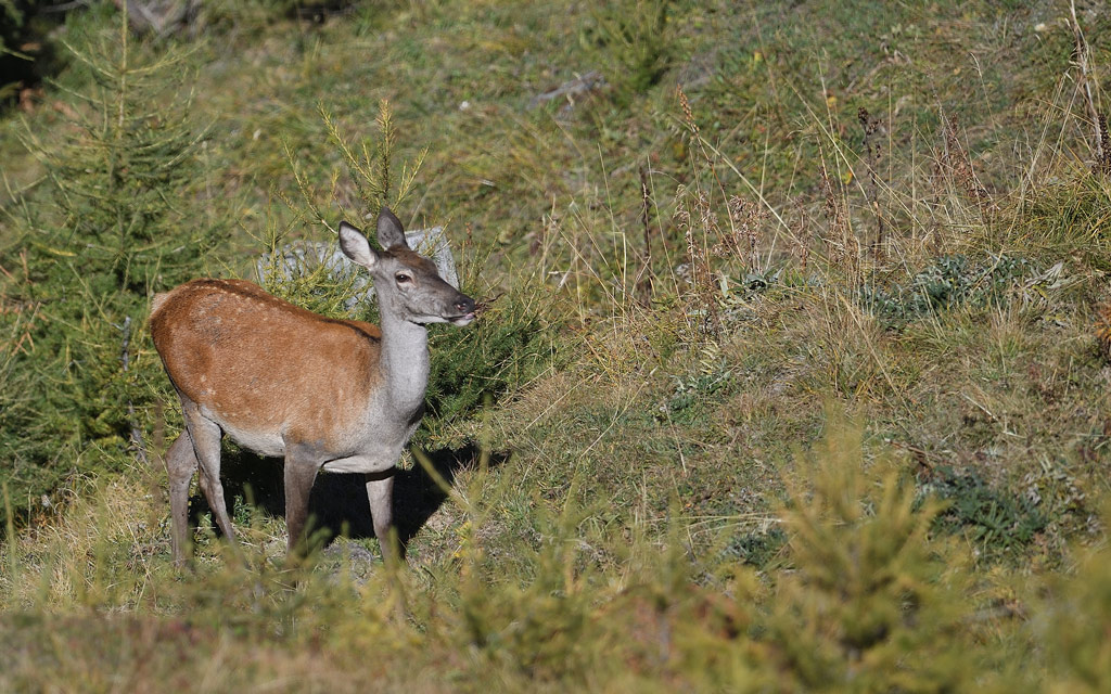 DS5_1301.jpg