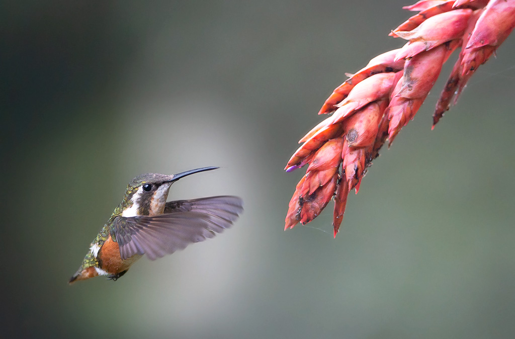 _MGL8417Colibri de Mulsant.jpg