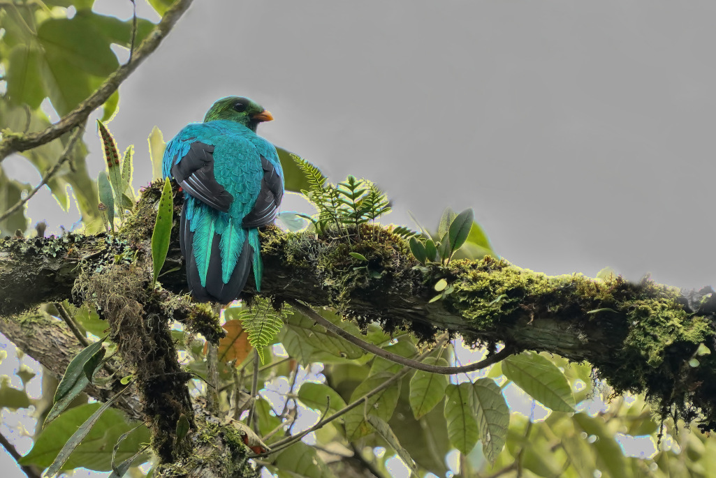 92- Quetzal doré - Rio blanco.JPG