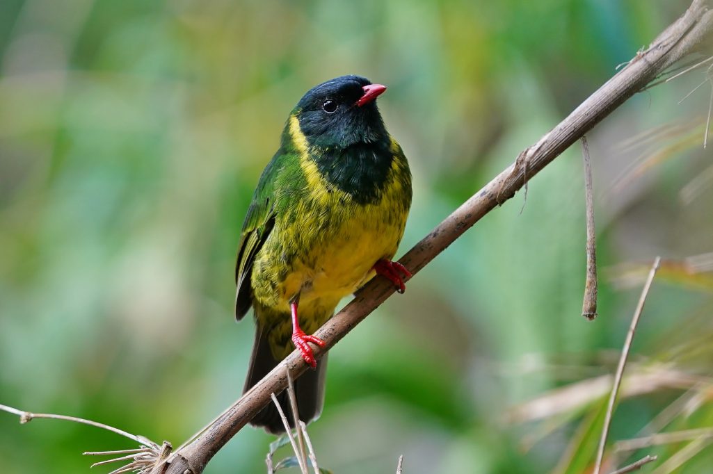 93 -Cotinga vert et noir - Rio blanco.JPG