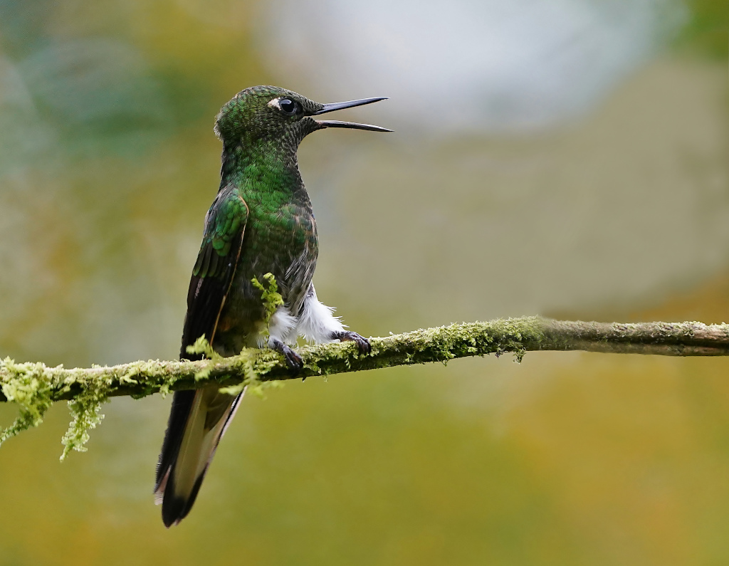 94 -Colibri flavescent mâle - rio b.JPG