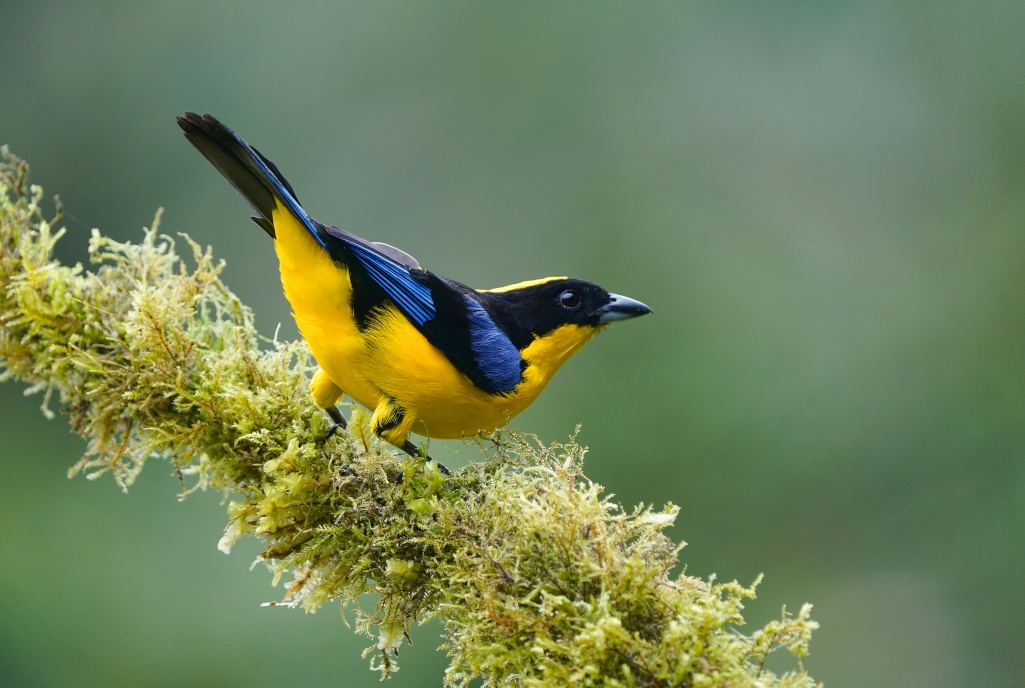 96 -Tangara à nuque jaune - Rio blanco.JPG