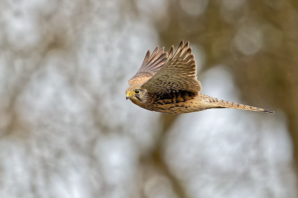 DSC_0008 - Copie_DxO.jpg