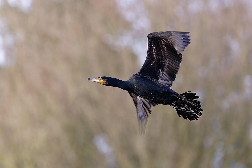 DSC_0768_DxO.jpg