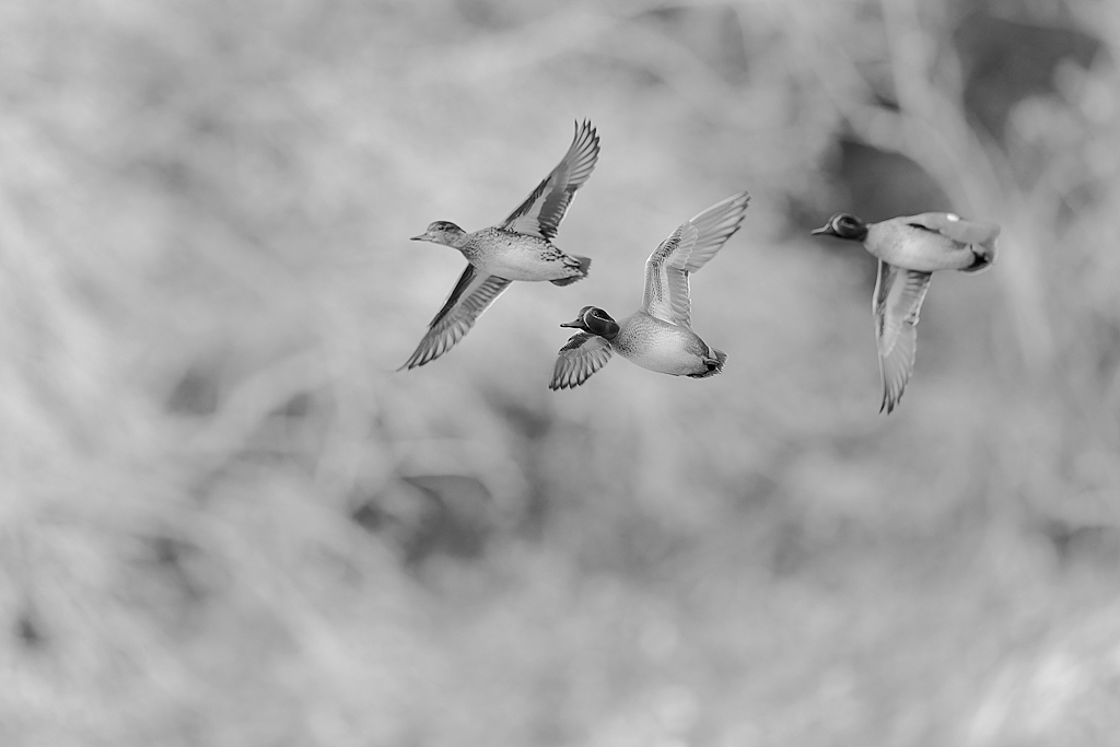 DSC_1159_DxO.jpg