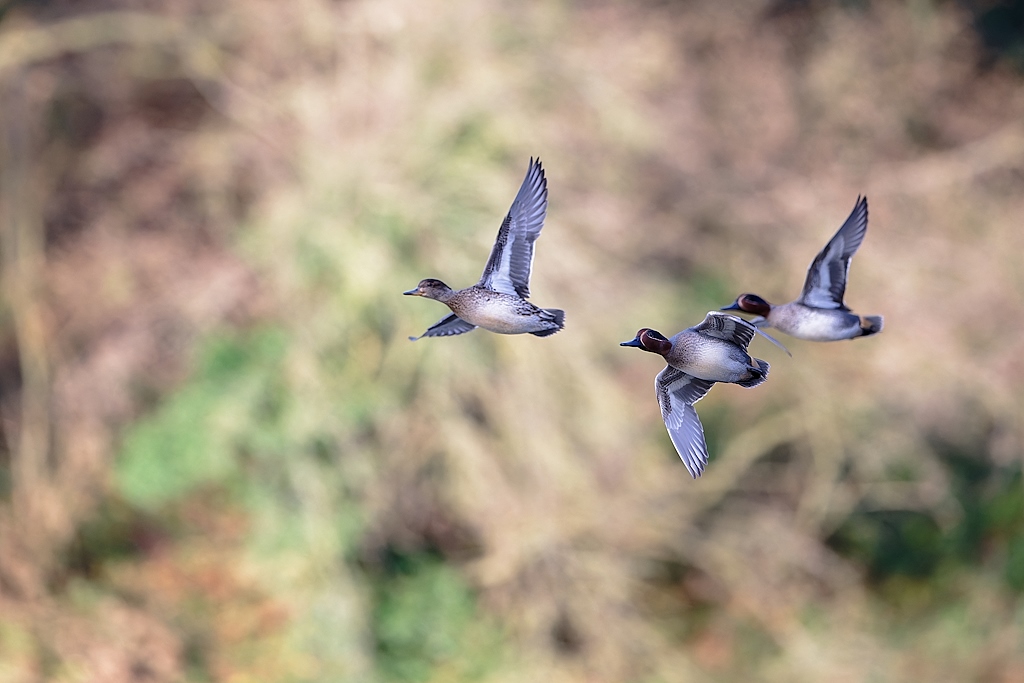 DSC_1160_DxO.jpg