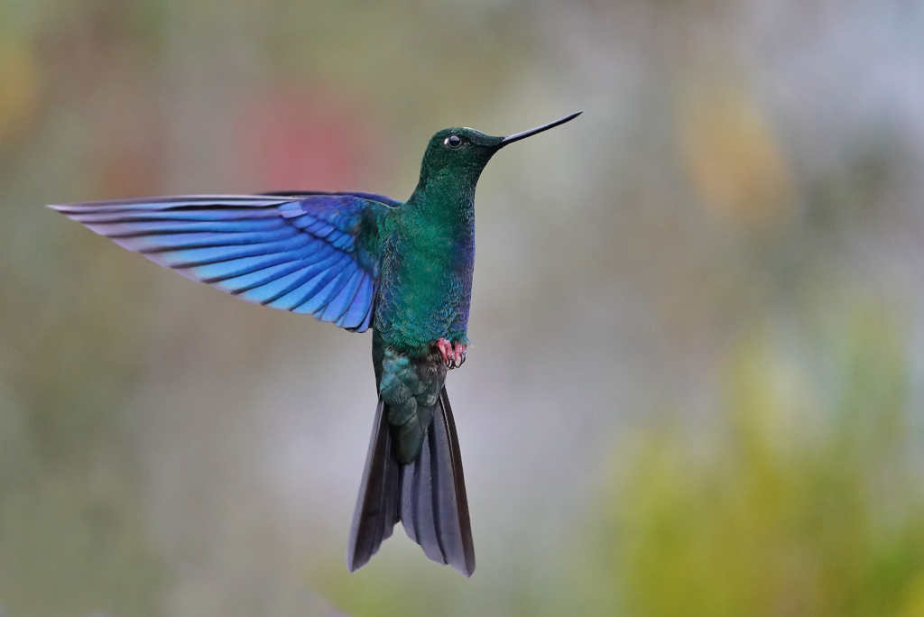 116-Colibri_à_ailes_saphir_-_Ruiz[1].JPG