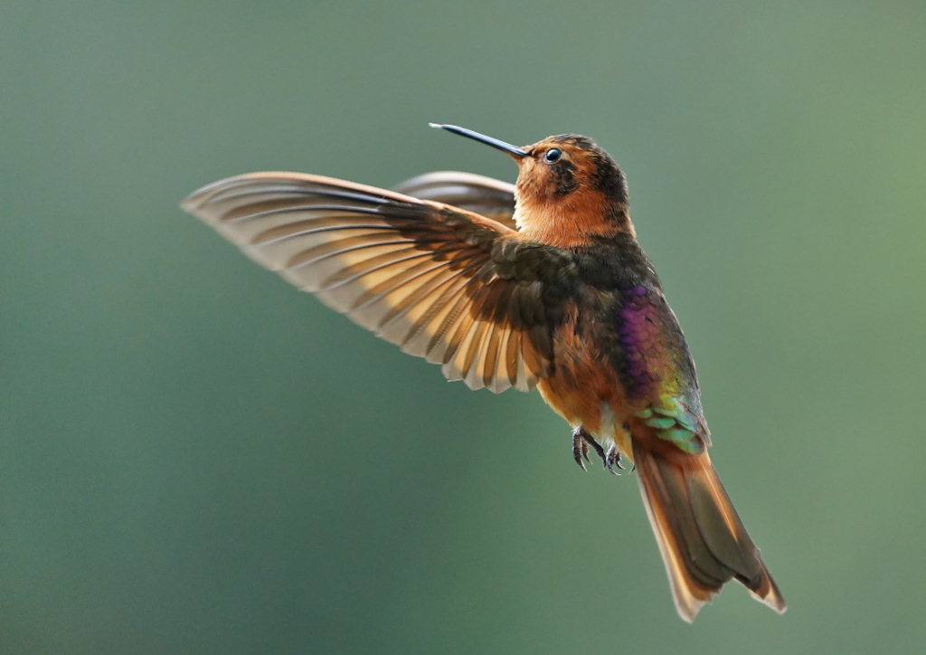 117-Colibri_étincelant_-_Thermales_del_ruiz[1].JPG