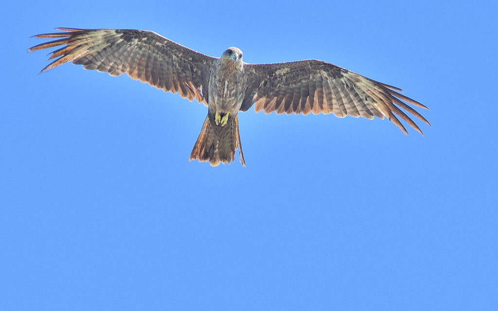 DSC_8504.jpg