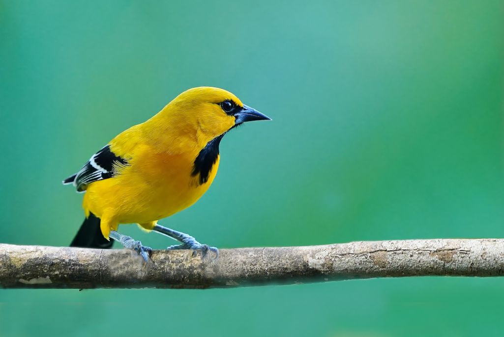 185-Oriole jaune - Tayrona.JPG