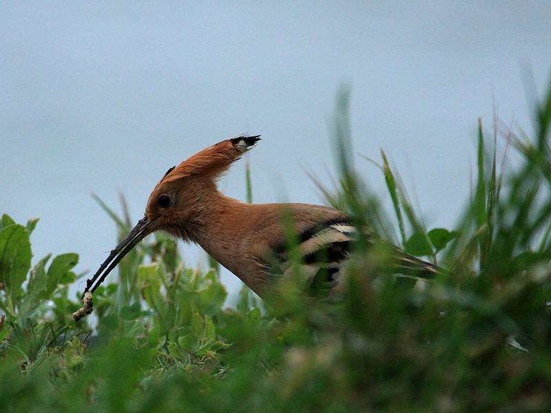 Huppe fasciee en  Camargue 3.jpg