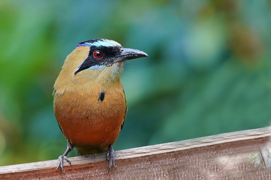 236-Motmot Caraïbes - Colores de la sierra.JPG