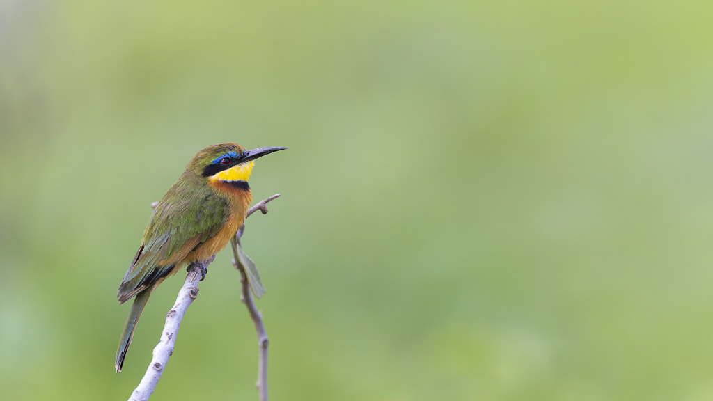 07112023-3S8A8097_Guêpier nain.jpg