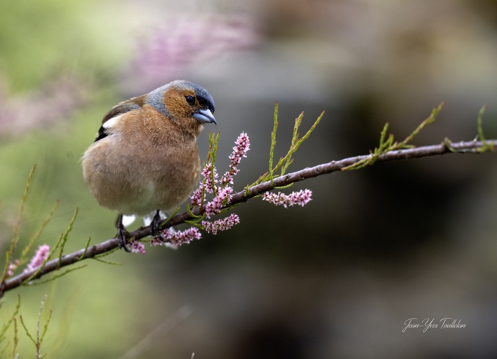 _DSC9799 copie (Copier).jpg