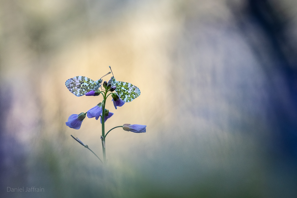 Image et Nature-1-71.jpg