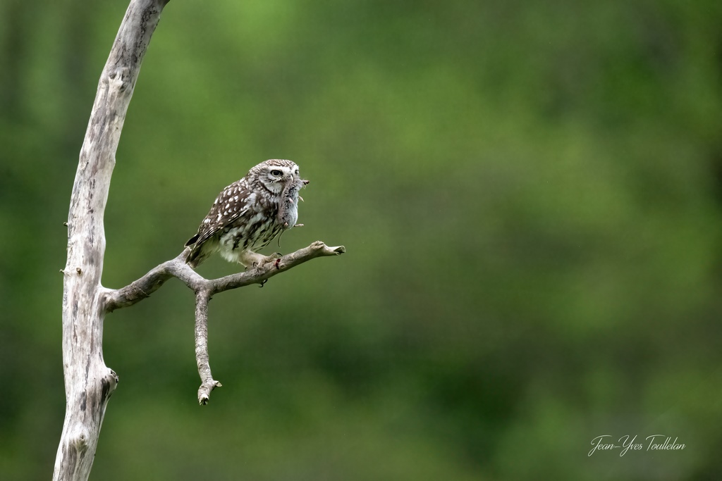 DSC_1743 copie-DeNoiseAI-standard (Copier) (2).jpg