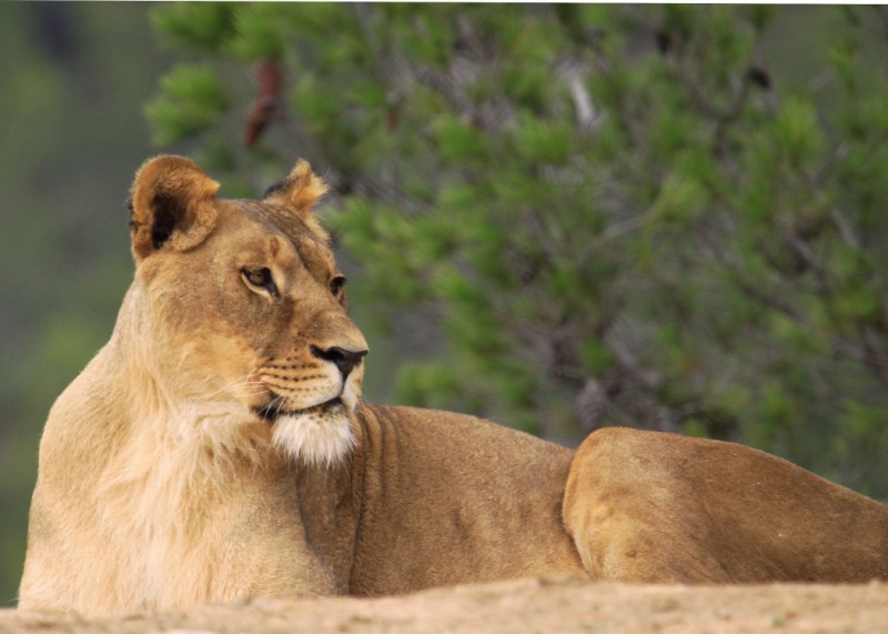 lionne [800x600].jpg