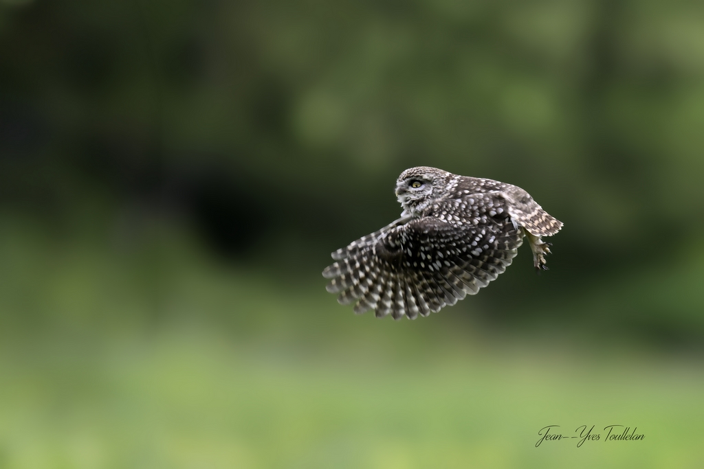 DSC_1836@@ copie (Copier).jpg