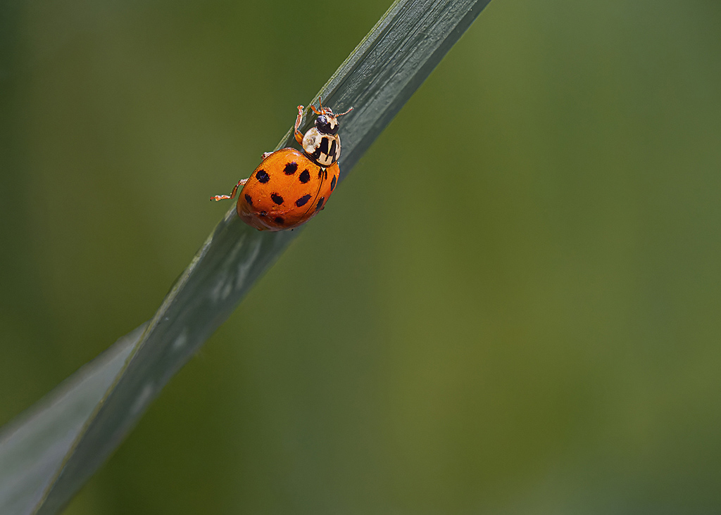 coccinelle.jpg