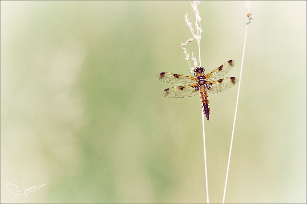 Libellula quadrimaculata ♀_forme praenubila.jpg