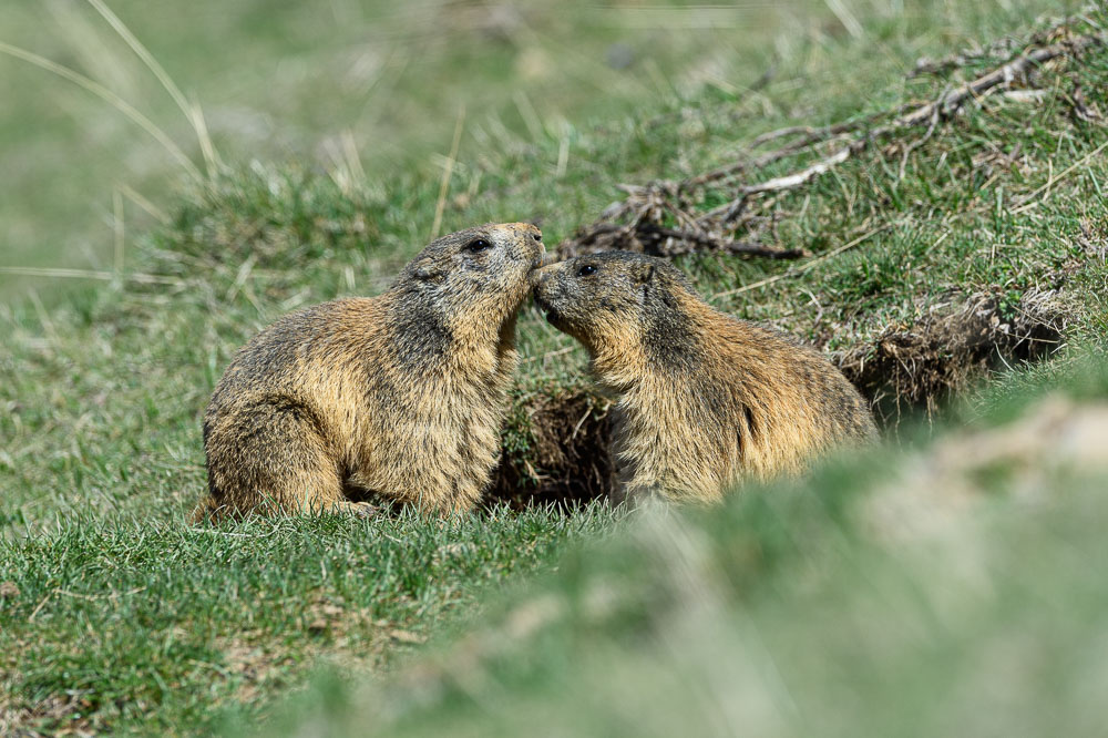 Marmottes 2024_34.jpg