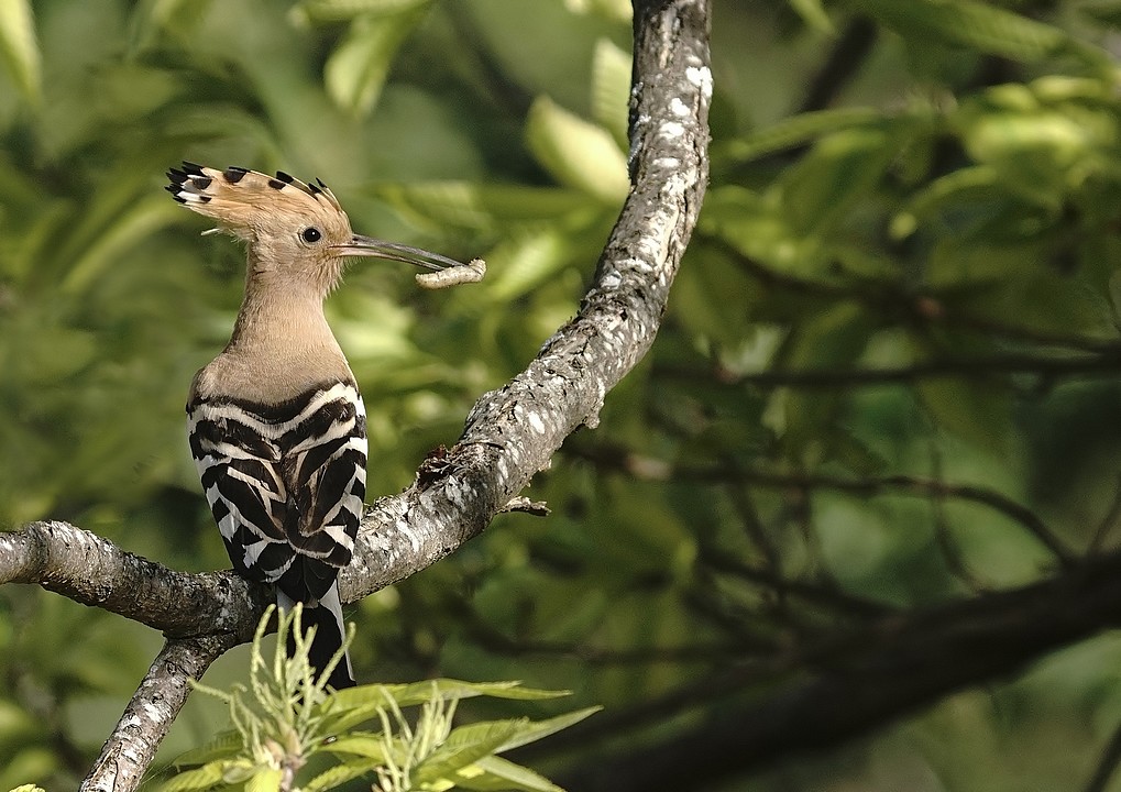 DSC06096 - Copie.JPG