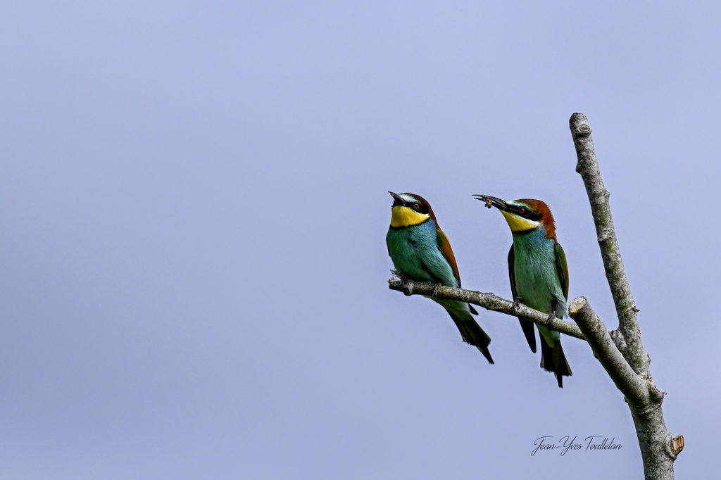 DSC_4618 @@@@@copie copie (Copier).jpg