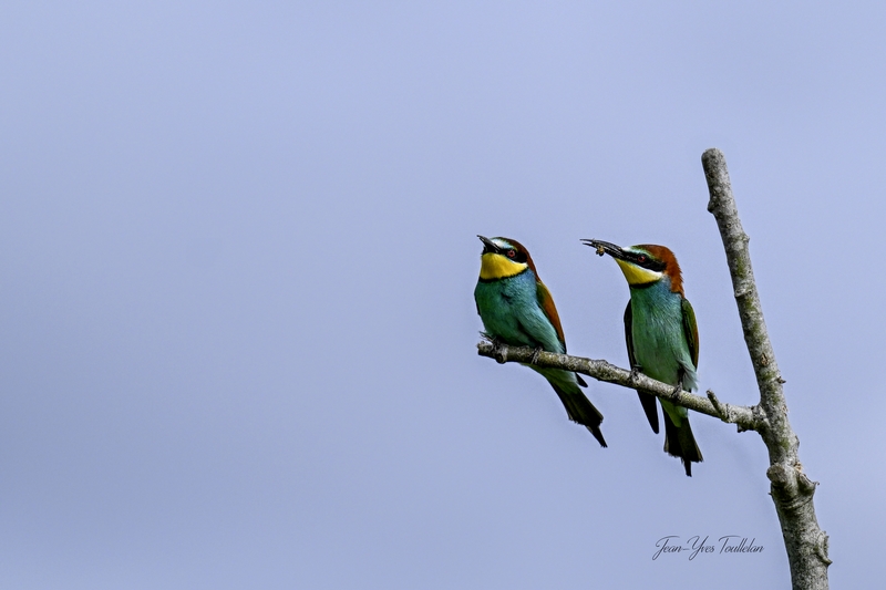 DSC_4618 @@@@6copie copie 2 (1) copie (Copier).jpg