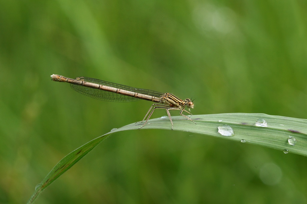 5 IMG_♀ BEIGE.JPG