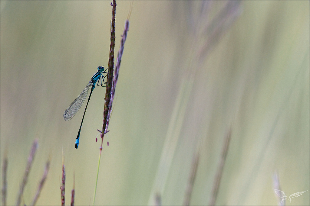 Ischnura elegans ♂r.jpg