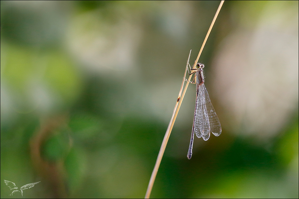 Ischnura elegans ♀ C rufescens obsoleta.JPG