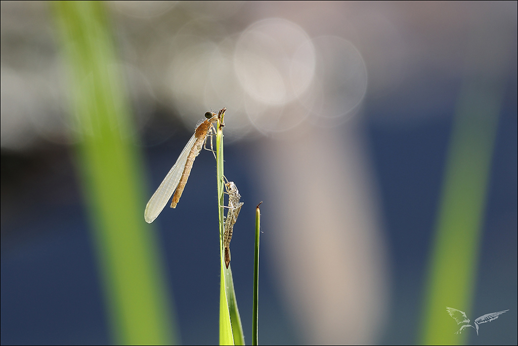 Emergence Ischnura elegans.JPG