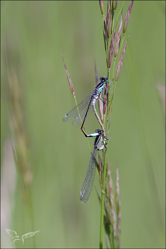 Ischnura elegans acco.JPG