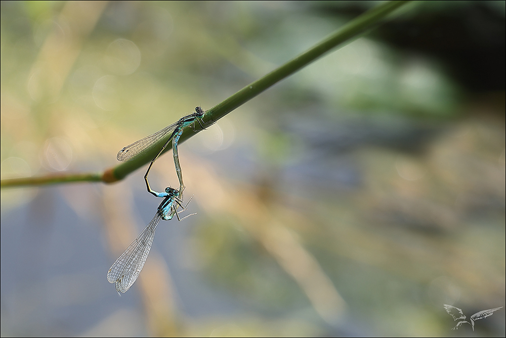 Ischnura elegans acc.jpg