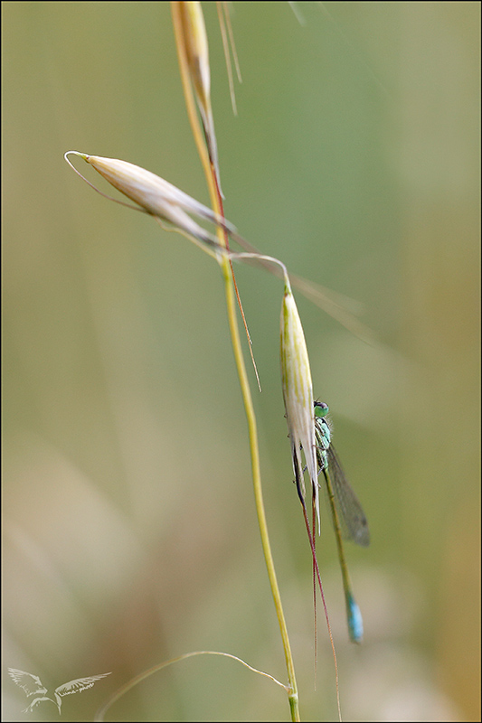 Ischnura elegans_♂.JPG