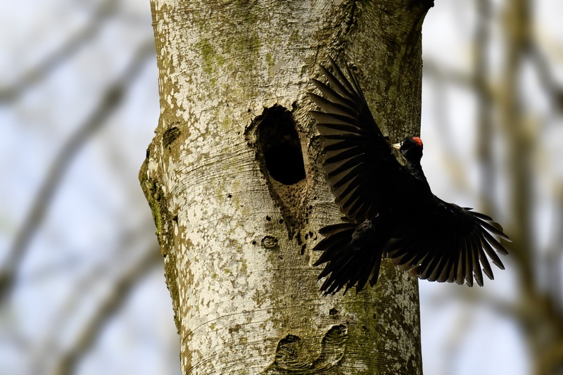 _DSC9404 copie (Copier).jpg