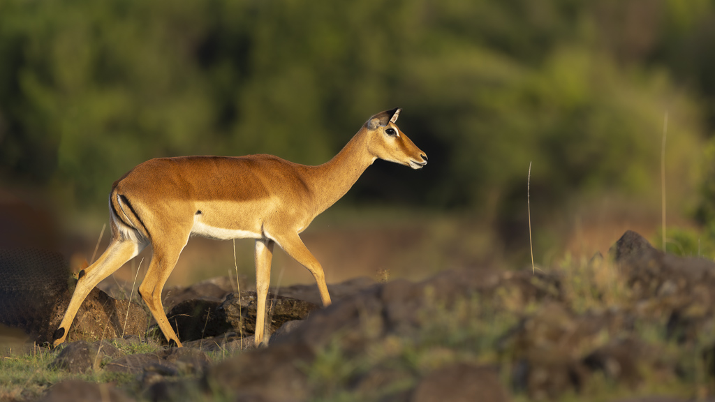 _S8A8443-Avec accentuation-Bruit-2.jpg