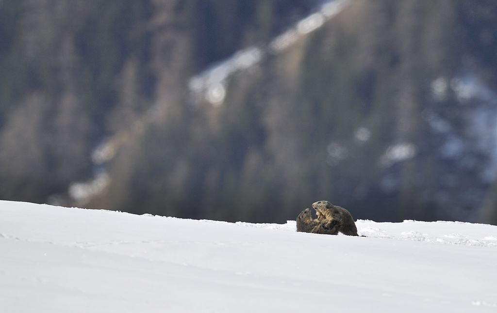 DS5_3639.jpg