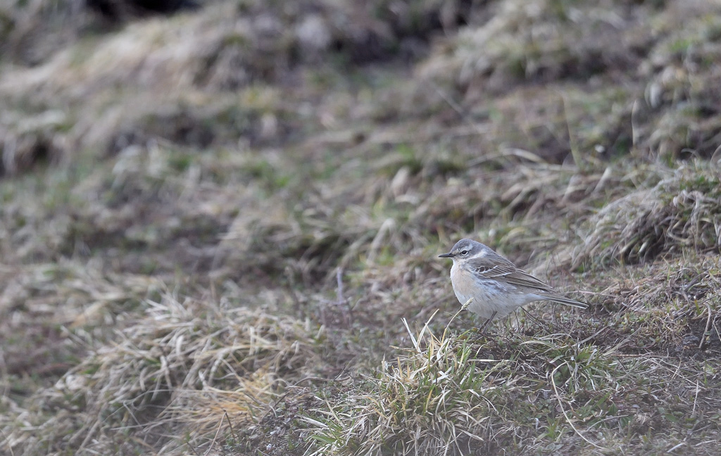 DS5_3692.jpg