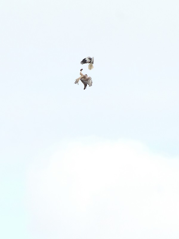 passage de proie.jpg