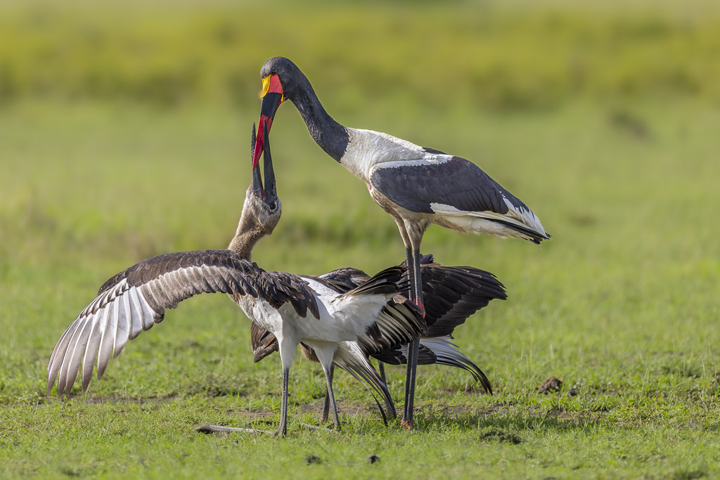 _S8A1673-Avec accentuation-Bruit.jpg