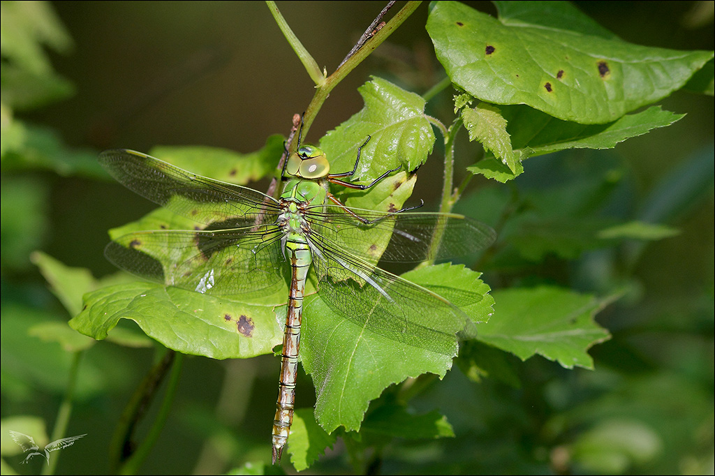 Anax imperator ♀ jeune.jpg