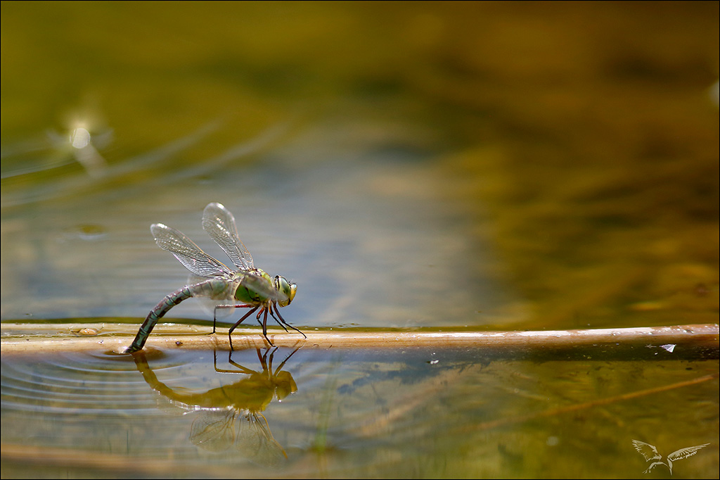 Anax imperator ponte_.JPG
