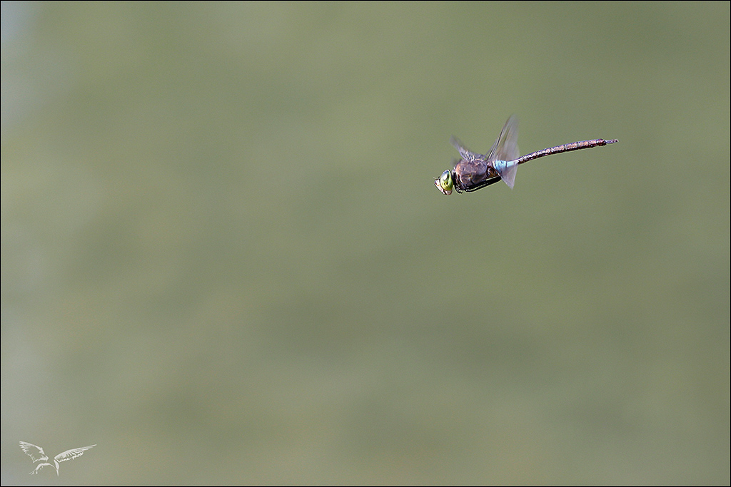 Anax parthenope_♂ vol.JPG